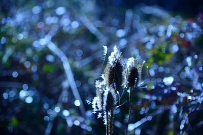 DSC_1004 (Large).JPG